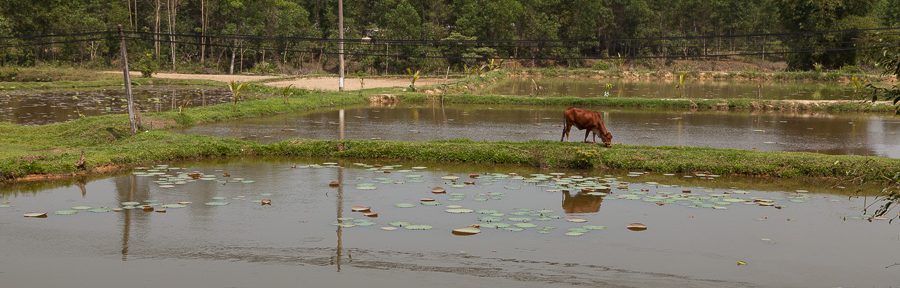 Von Hoi an nach My Son