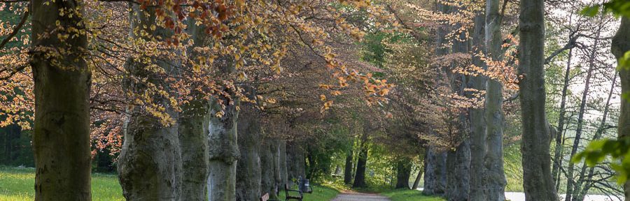Ein Weg im Schlosspark Machern