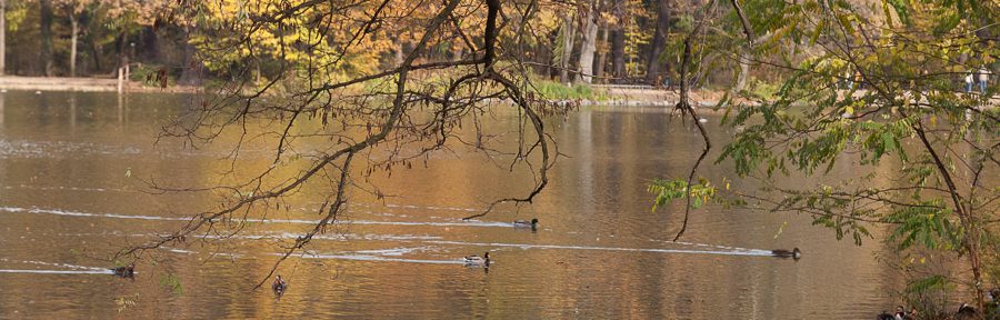 Großer Garten Dresden im Spätherbst