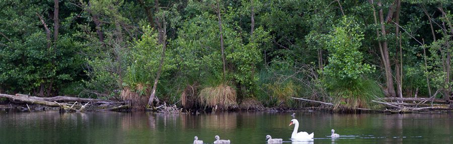Die Schäne vom Großen Plessower See
