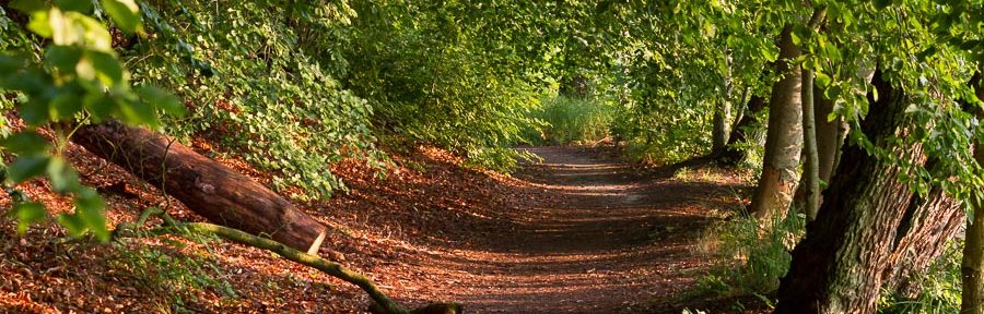 Morgenspaziergang am Zenssee nach Lychen
