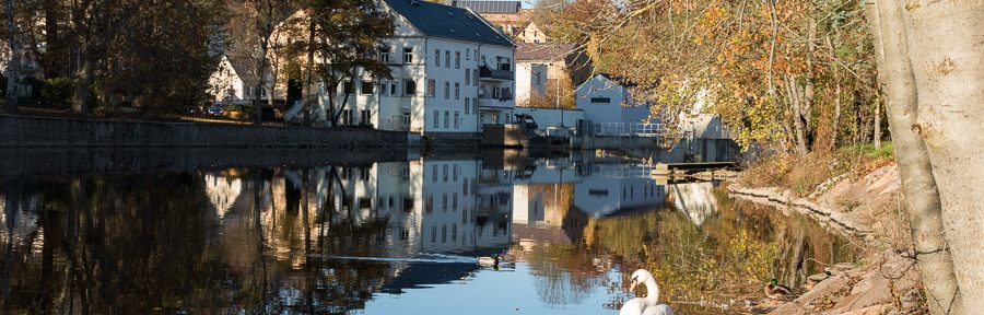 Begegnung mit einem Schwan in Waldheim
