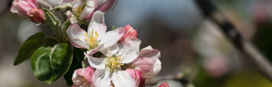 Obstblüte bei Kitzscher