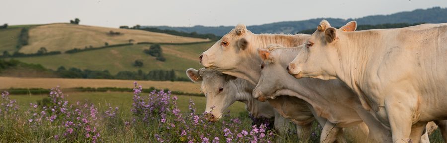 Abendspaziergang durch Saint-Didier-sur-Arroux – Besuch bei den Kühen