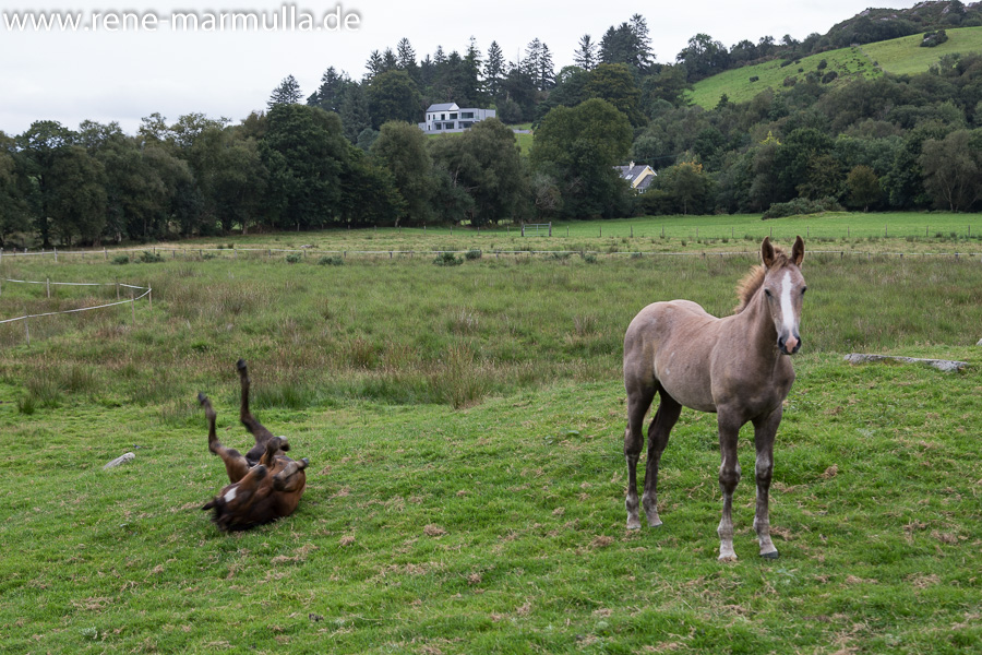 Sheen Cascades und Pferde auf der Beara-Halbinsel