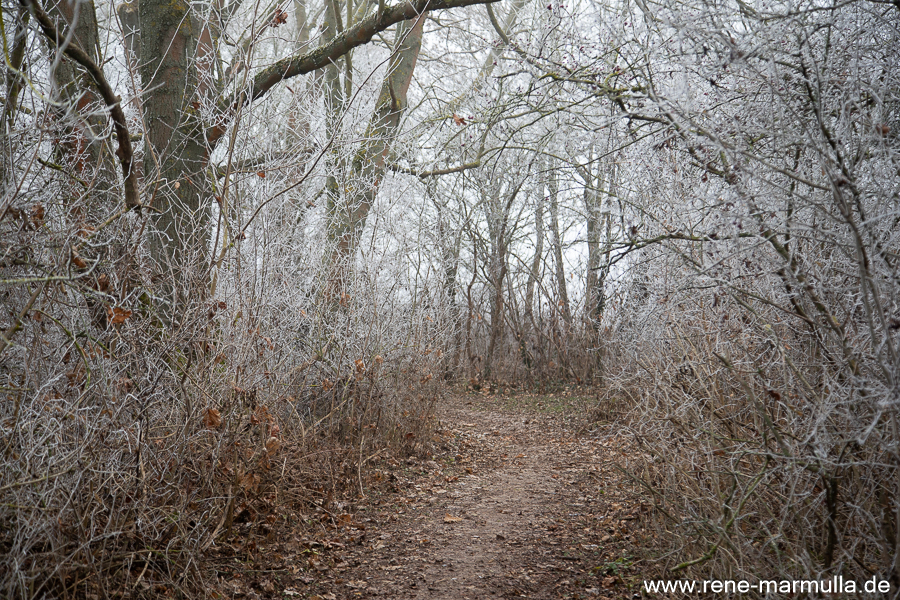 Frostige Natur in Thüringen