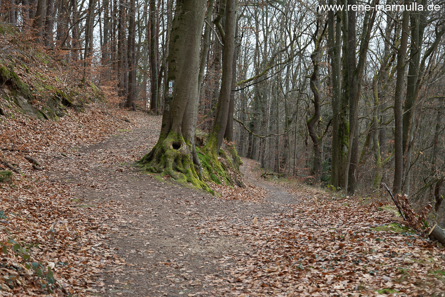 Neujahrswanderung zw. Dörrenbach und Bad Bergzabern im Pfäelzerwald